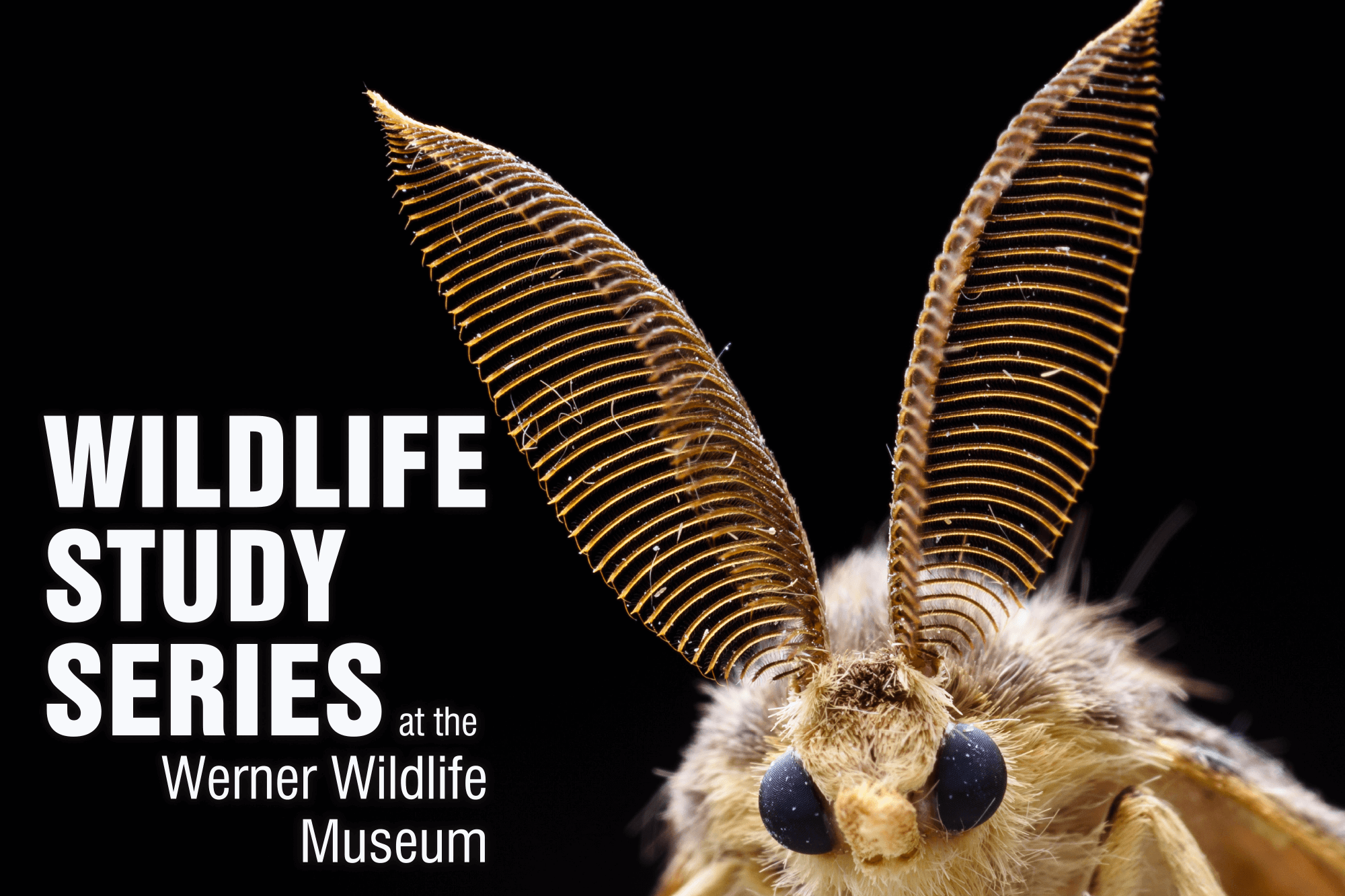 Closeup photograph of a moth to advertise the Wildlife Study Series.
