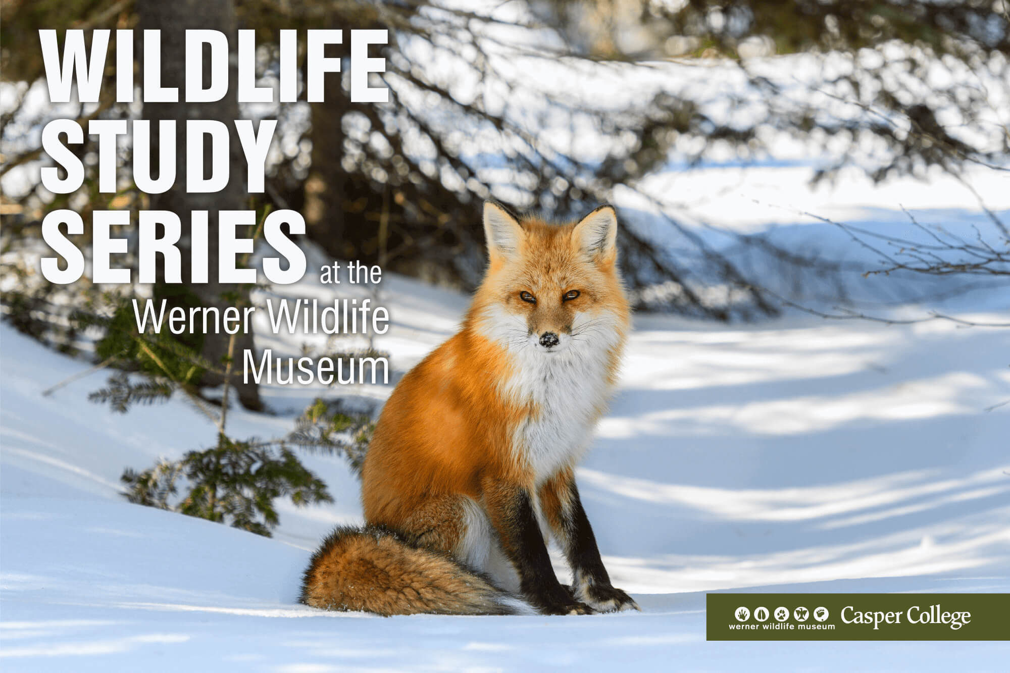 red fox sitting in snow