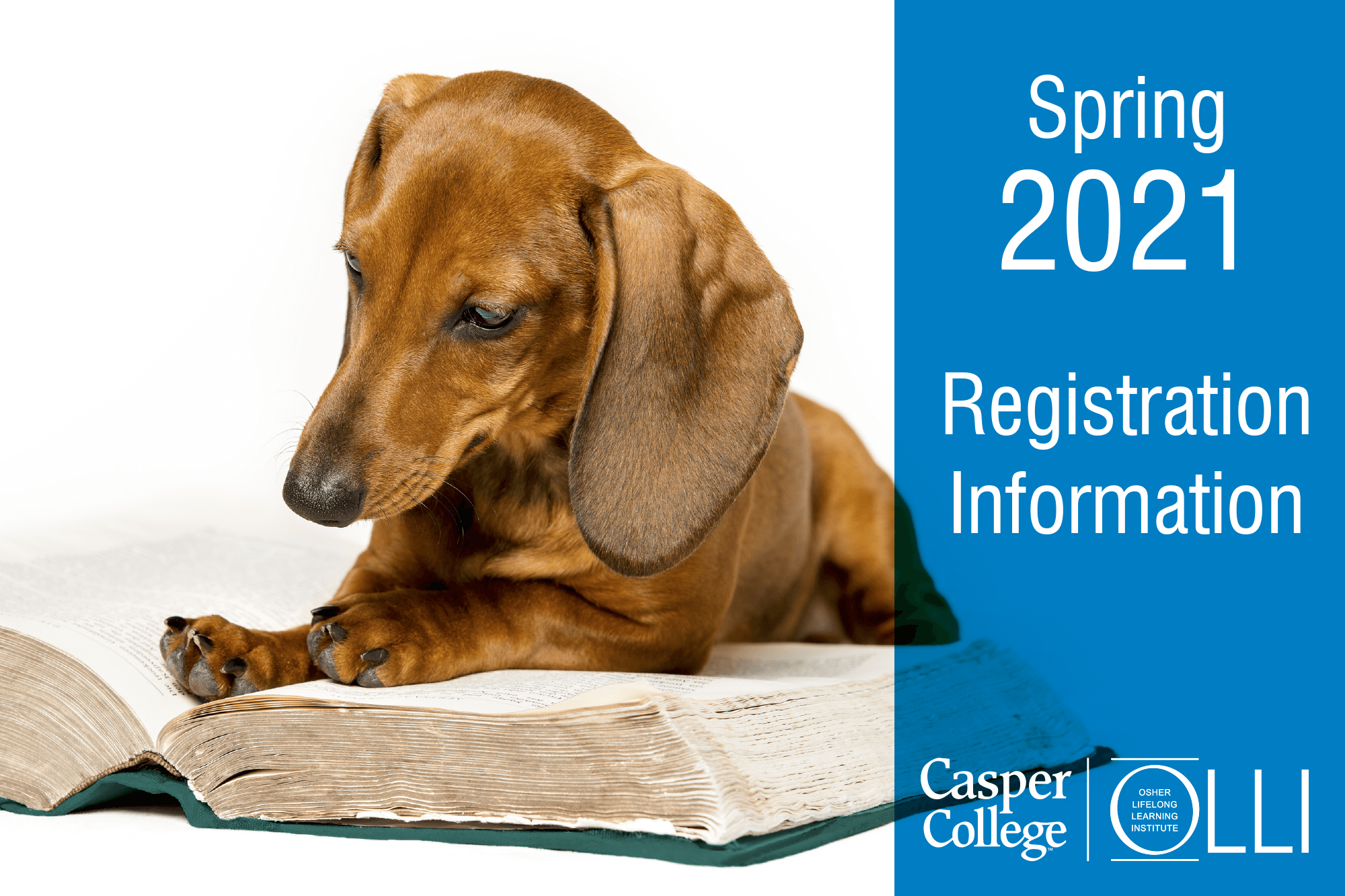 Photo of a dachshund with a book and the words "Spring 2021 Registration Information."