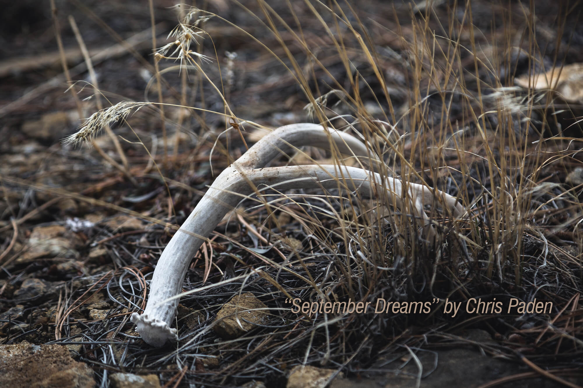 Photograph of shed antlers on the ground with the words "'September Dreams' by Chris Paden."