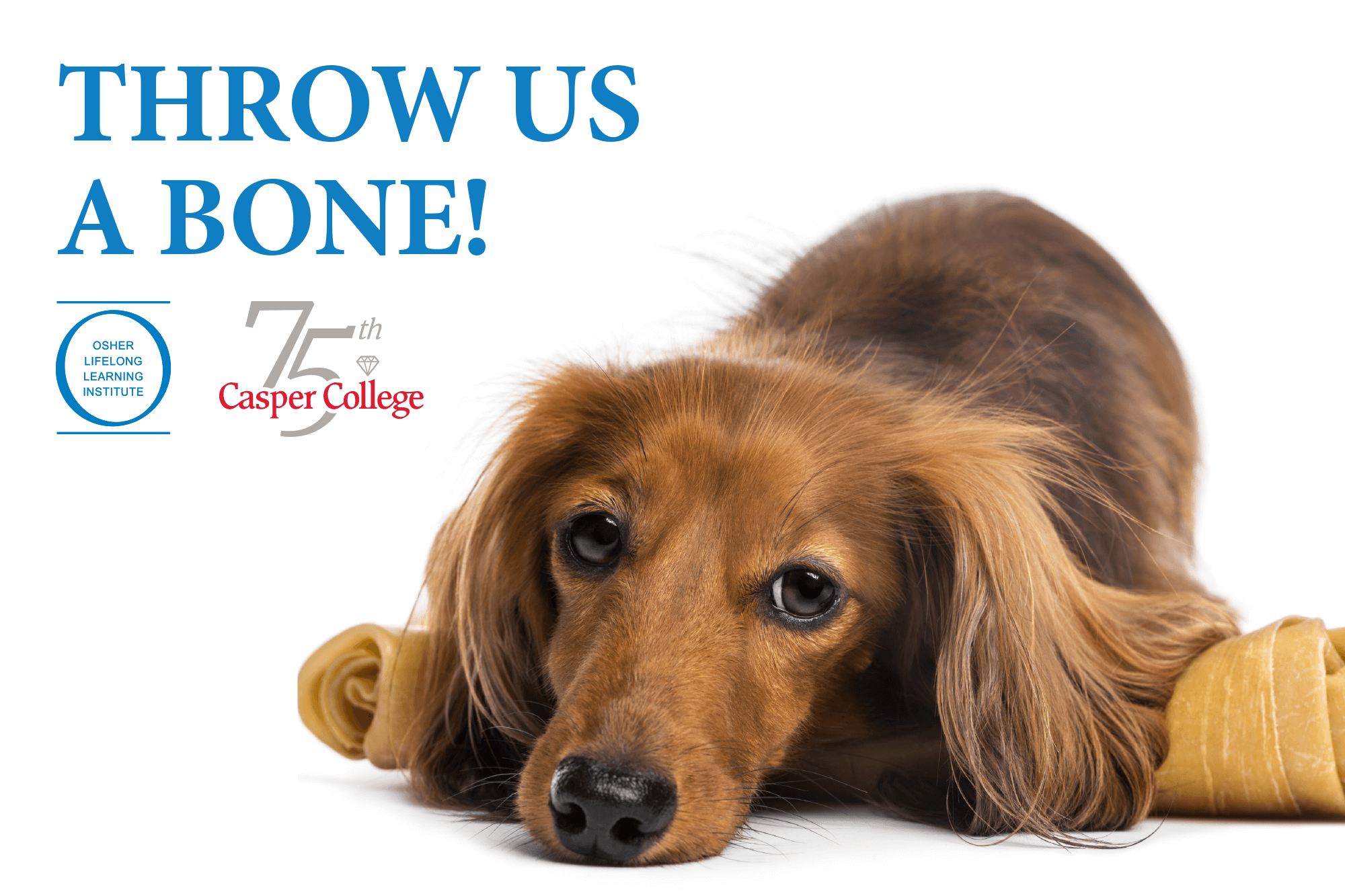 OLLIThrowUsABoneImage–0221 Photo of a dachshund with the words "Throw Us A Bone!"