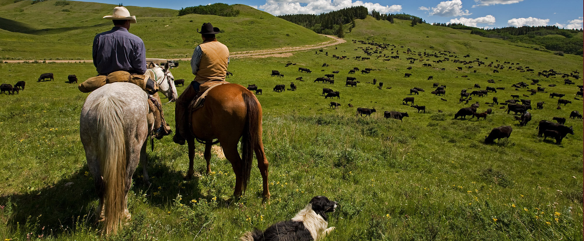 View from behind of two men on horses and a dog on the ground in an open field.