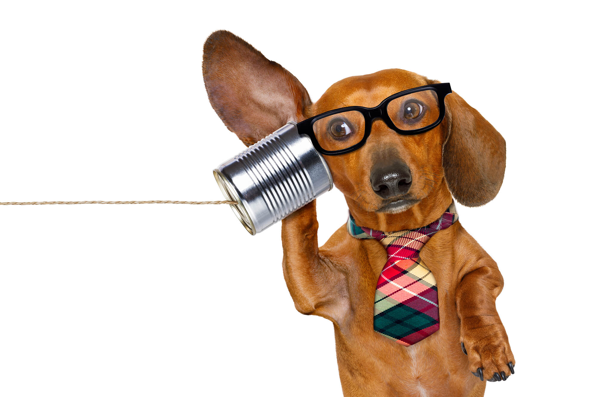Photo of a dachshund listening to a tin-can phone.