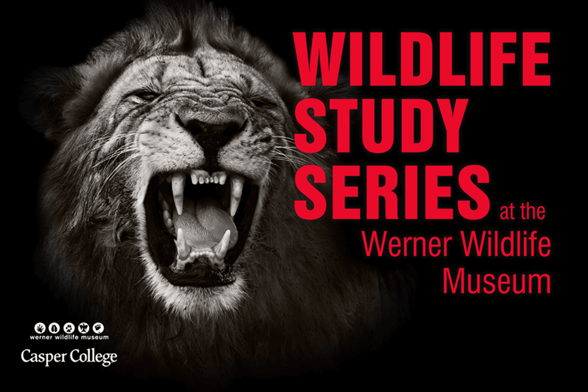 Image of roaring lion with the words "Wildlife Study Series."