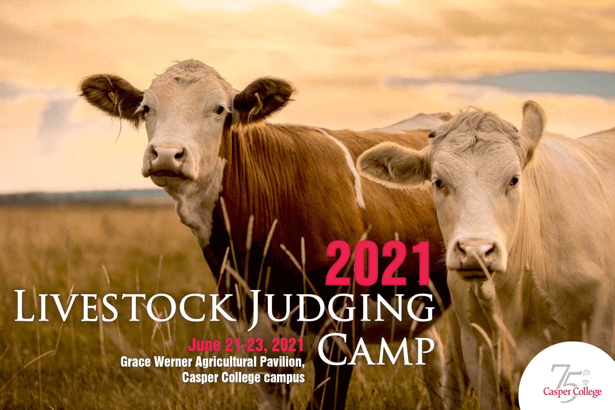 Image of two cows with the words "Livestock Judging Camp."