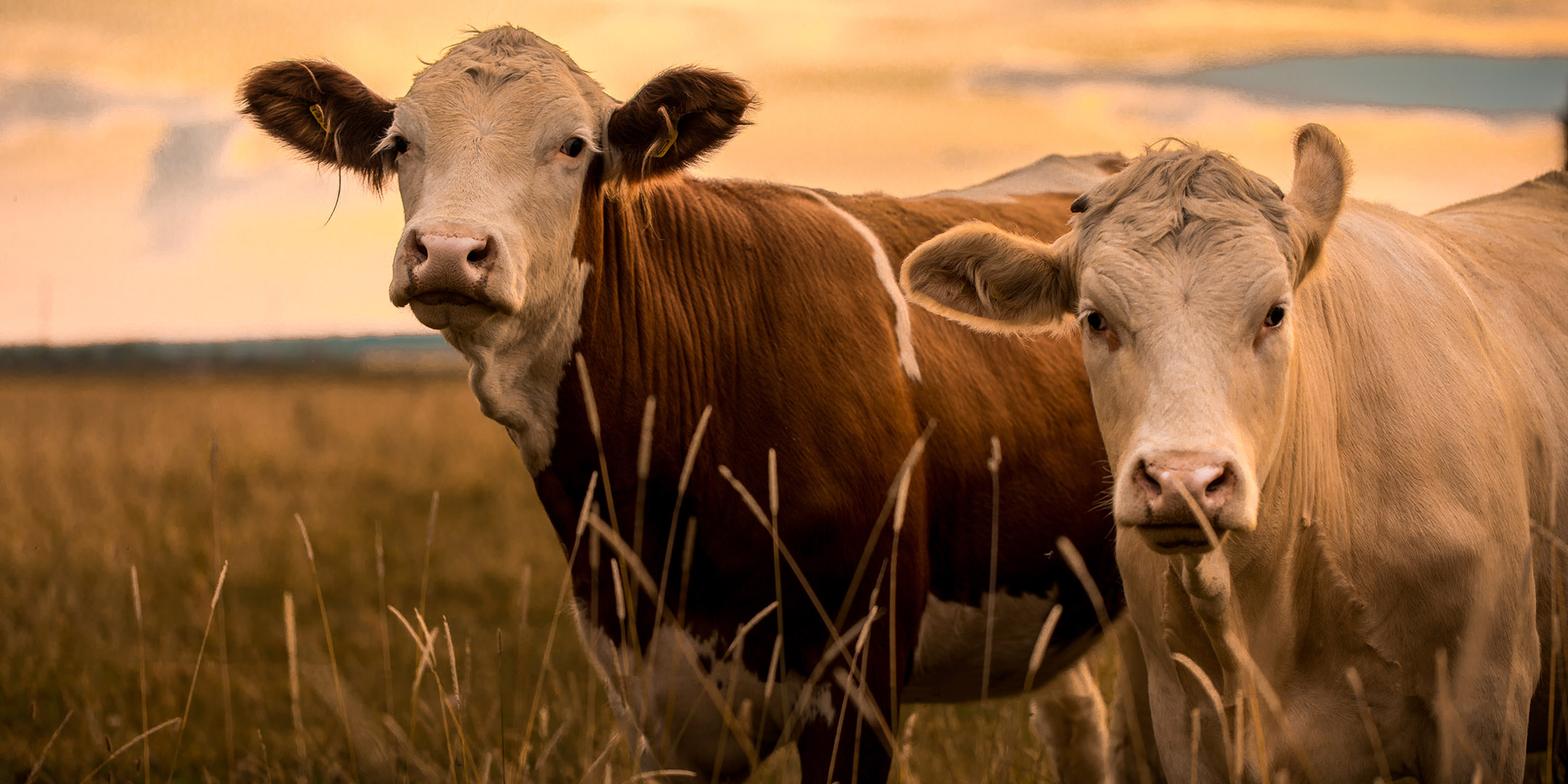 Two cows in a field at sunset.