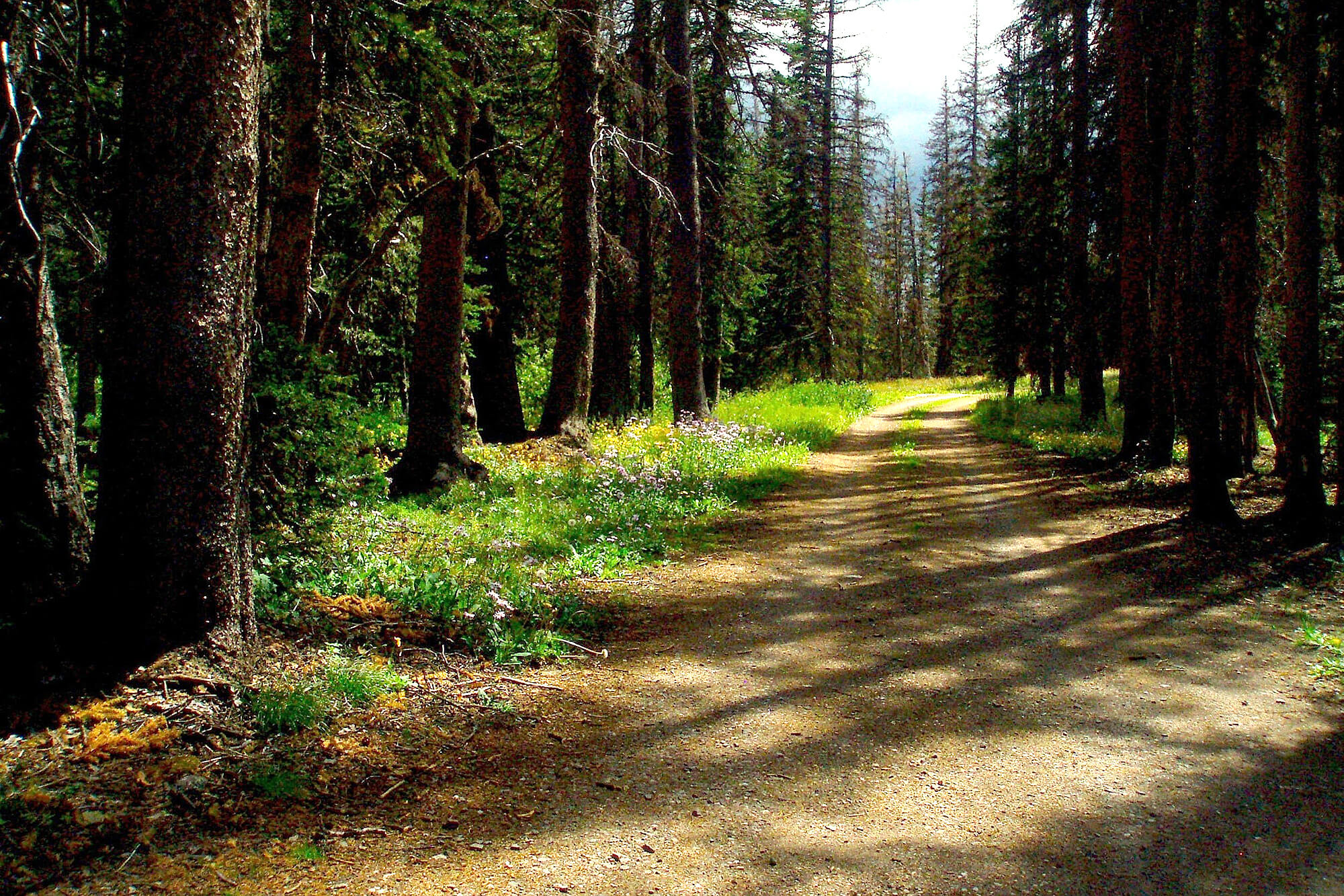 Photo of a trail on a mountain in Wyoming.