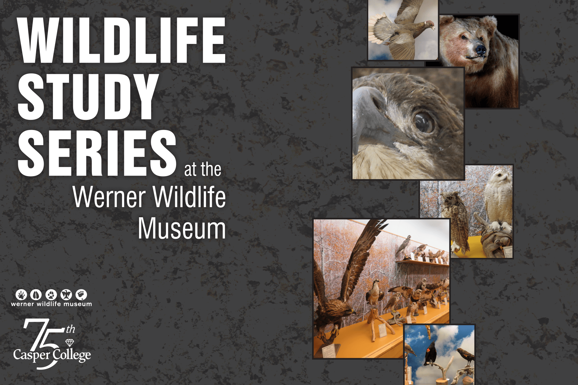 Image for Werner Wildlife Series Talks.