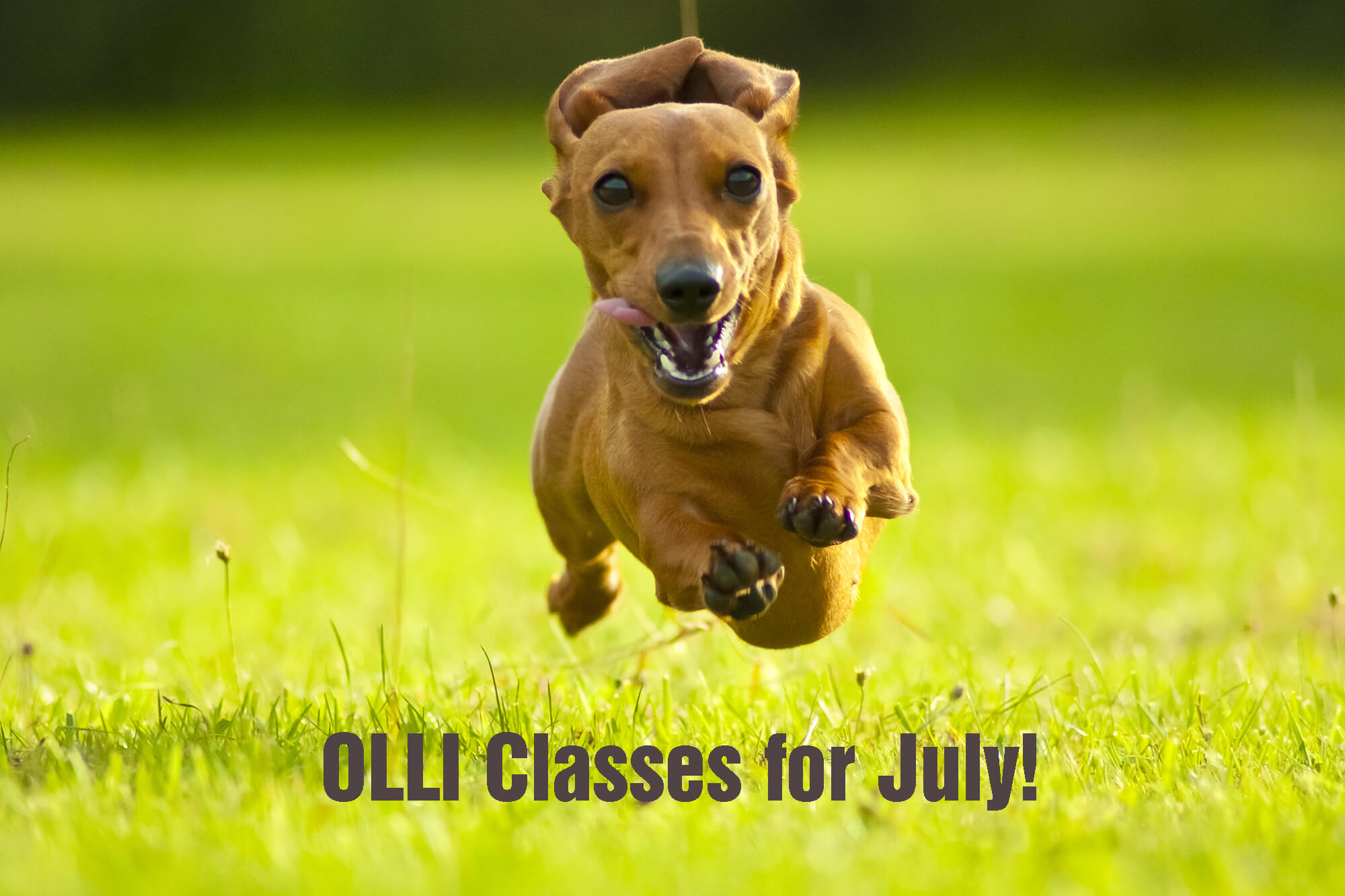 Dachshund running in the grass with the words "OLLI Classes for July!"