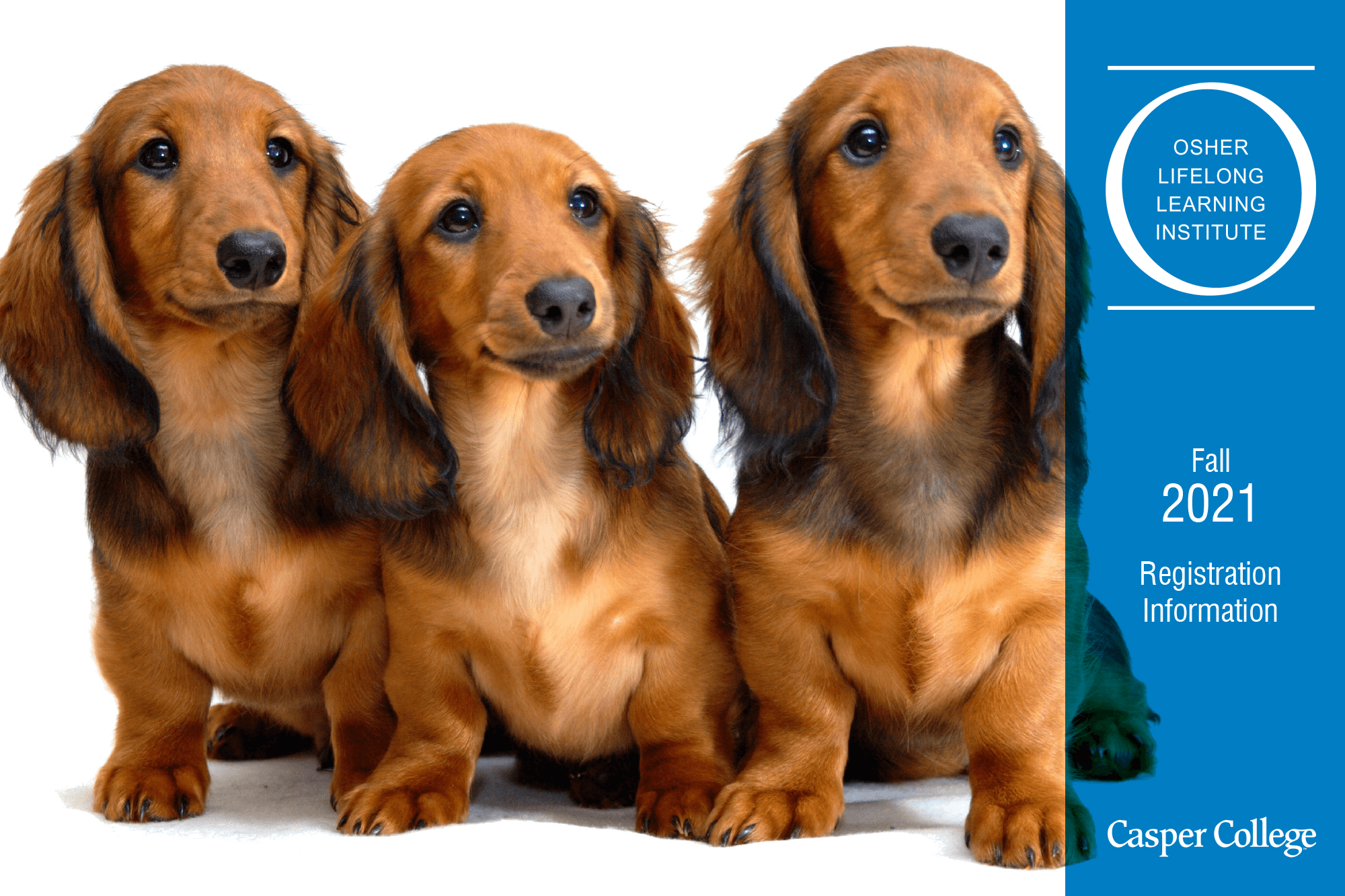 OLLI-Fall-Registration Three Dachshunds