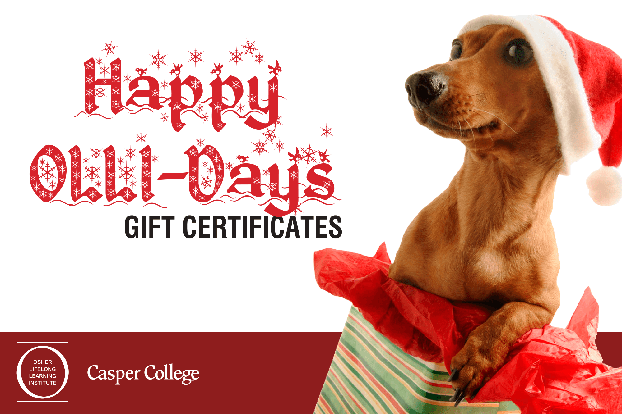 happy-olli-days OllI gift certificate and a dog wearing a Christmas hat