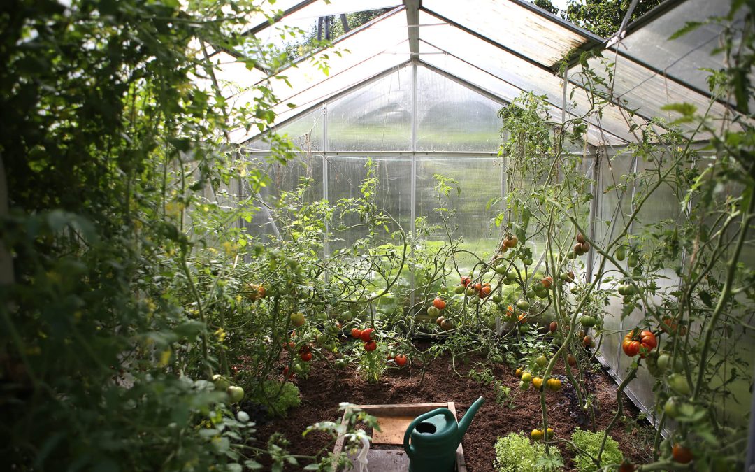 One Person’s Shed is Another Person’s Greenhouse