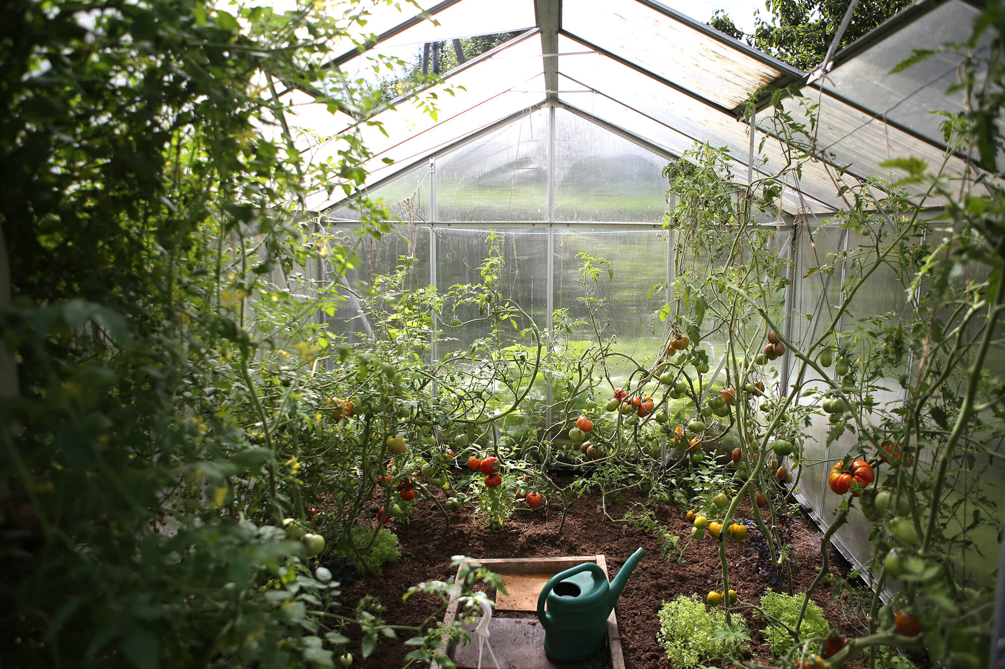 Photo of a greenhouse.