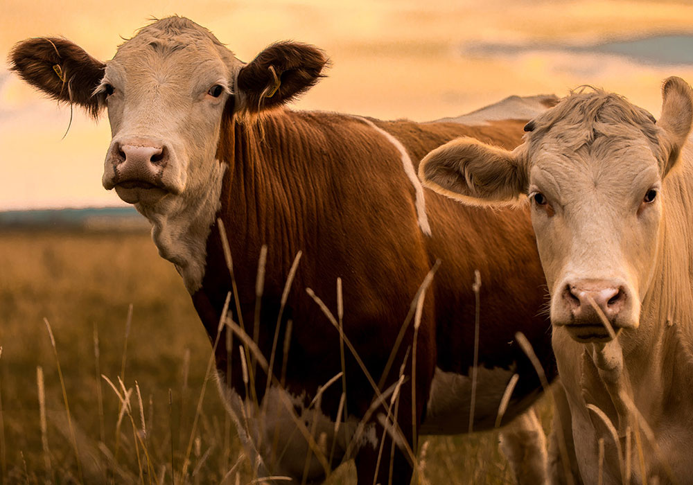 Livestock-Judging-Camp Quantum Science Camp Background Image