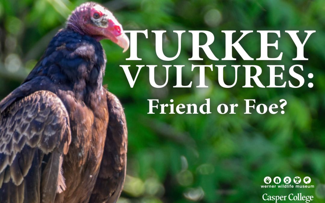 ‘Turkey Vultures: Friend or Foe’ special presentation at Werner