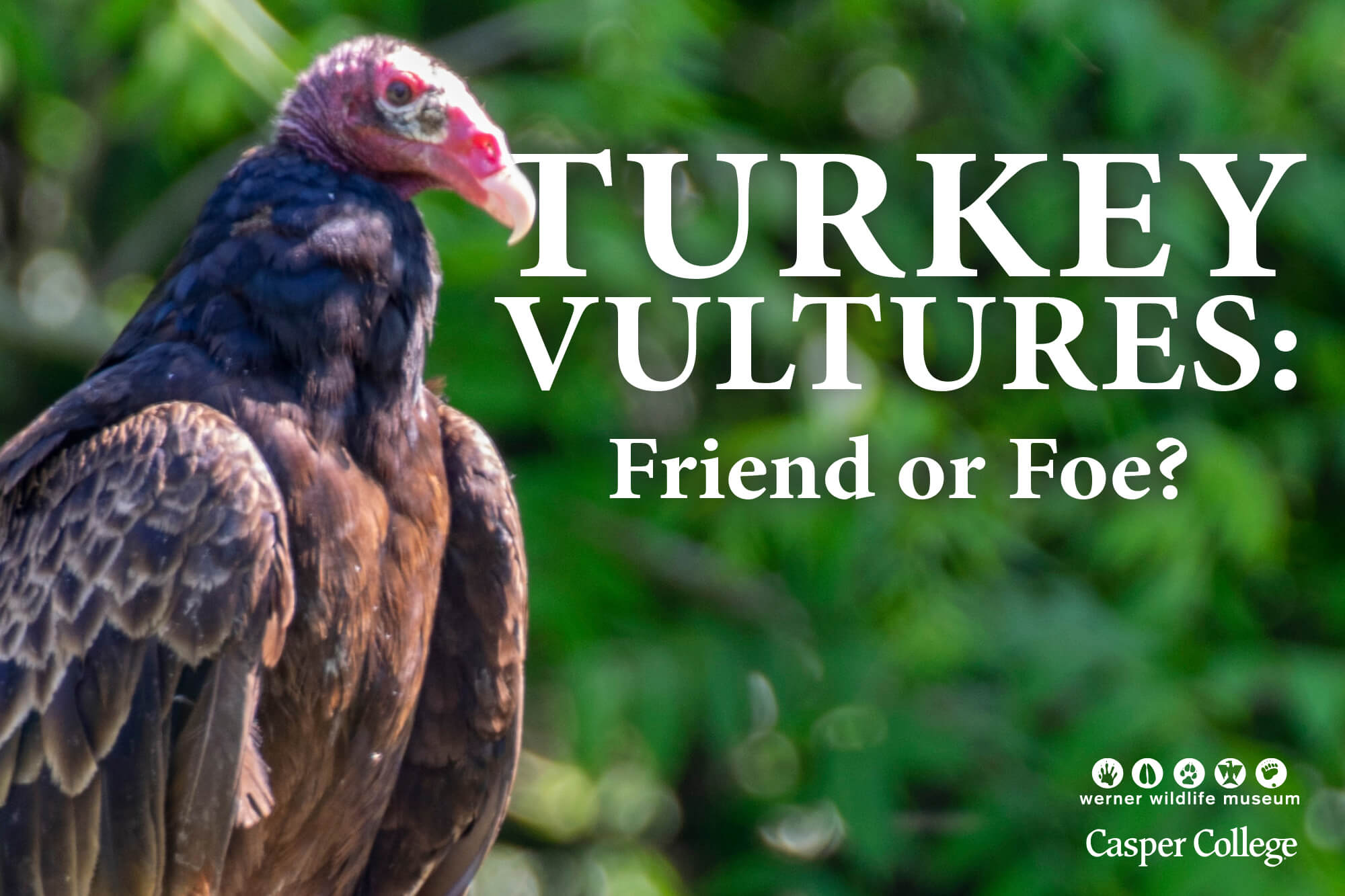 Image for presentation on turkey vultures at the Werner Wildlife Museum.