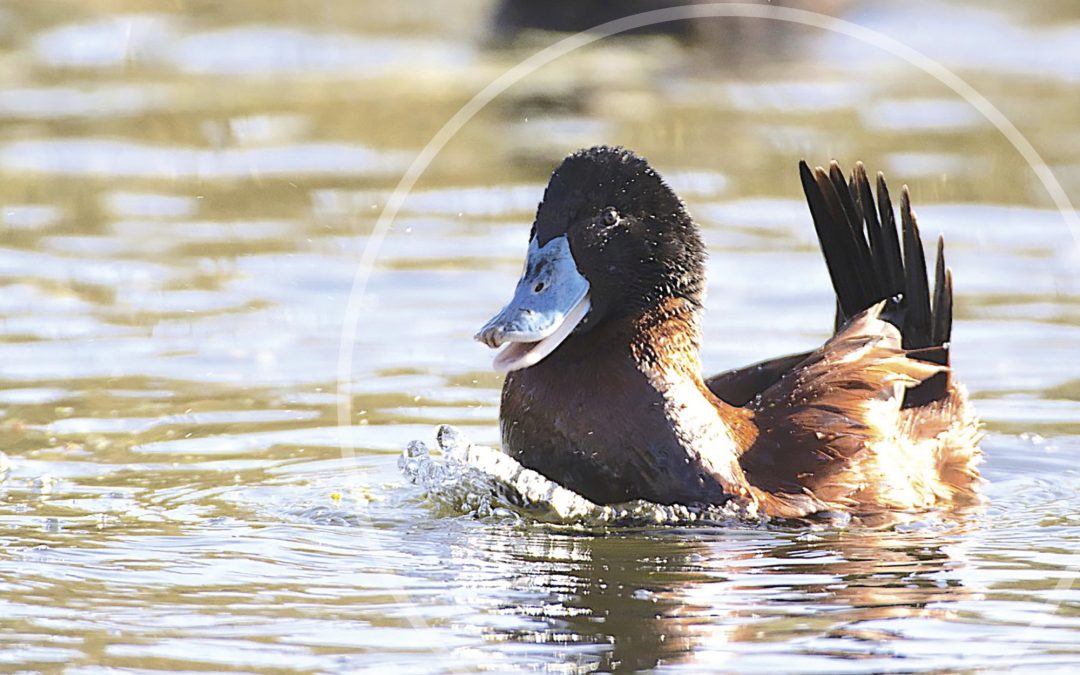 Birds and High-altitude Evolution Topic of Zimmerman