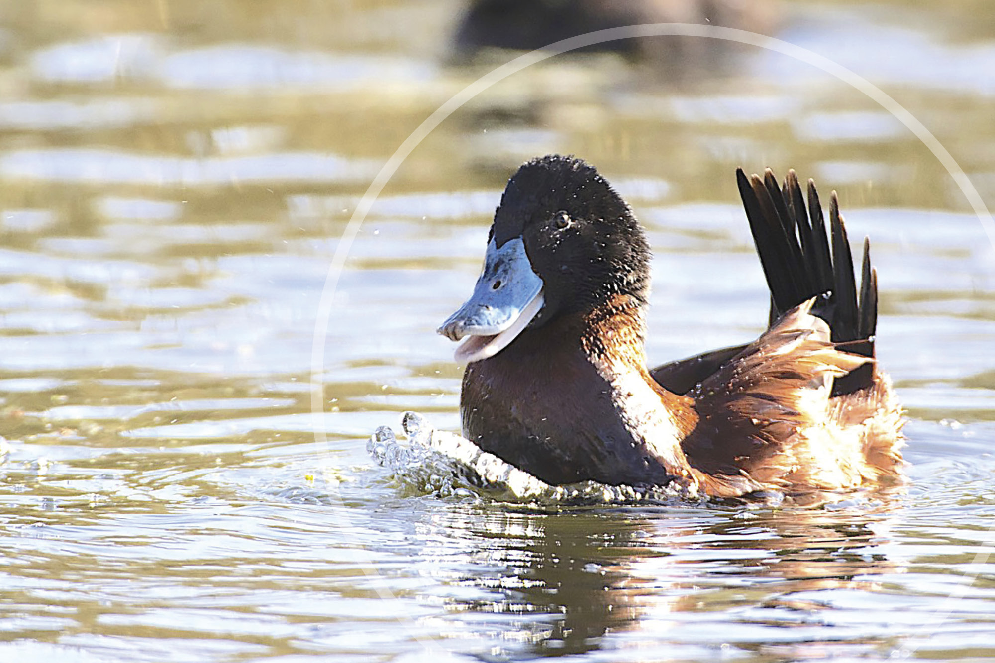 Photo of a duck.