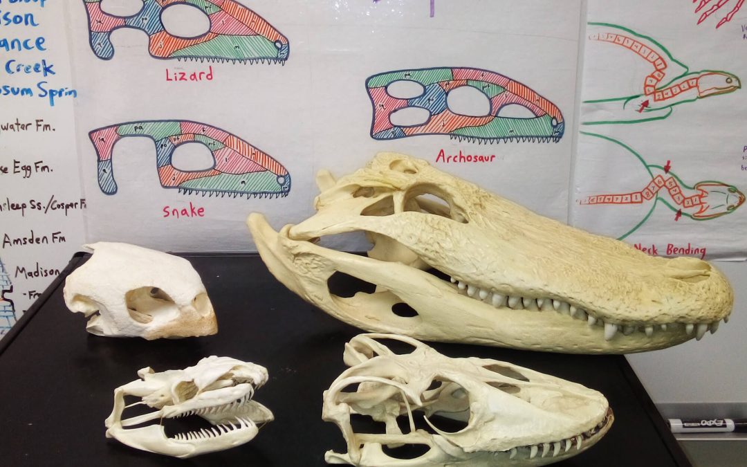 November Saturday Club looks at fossil snakes and other reptiles