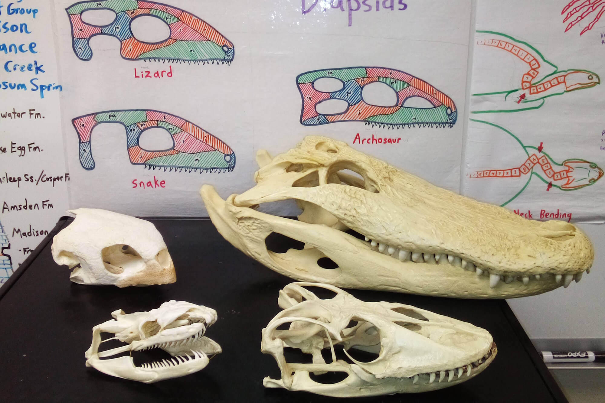 2. November Saturday club pic Image for "November Saturday Club looks at fossil snakes and other reptiles" release.