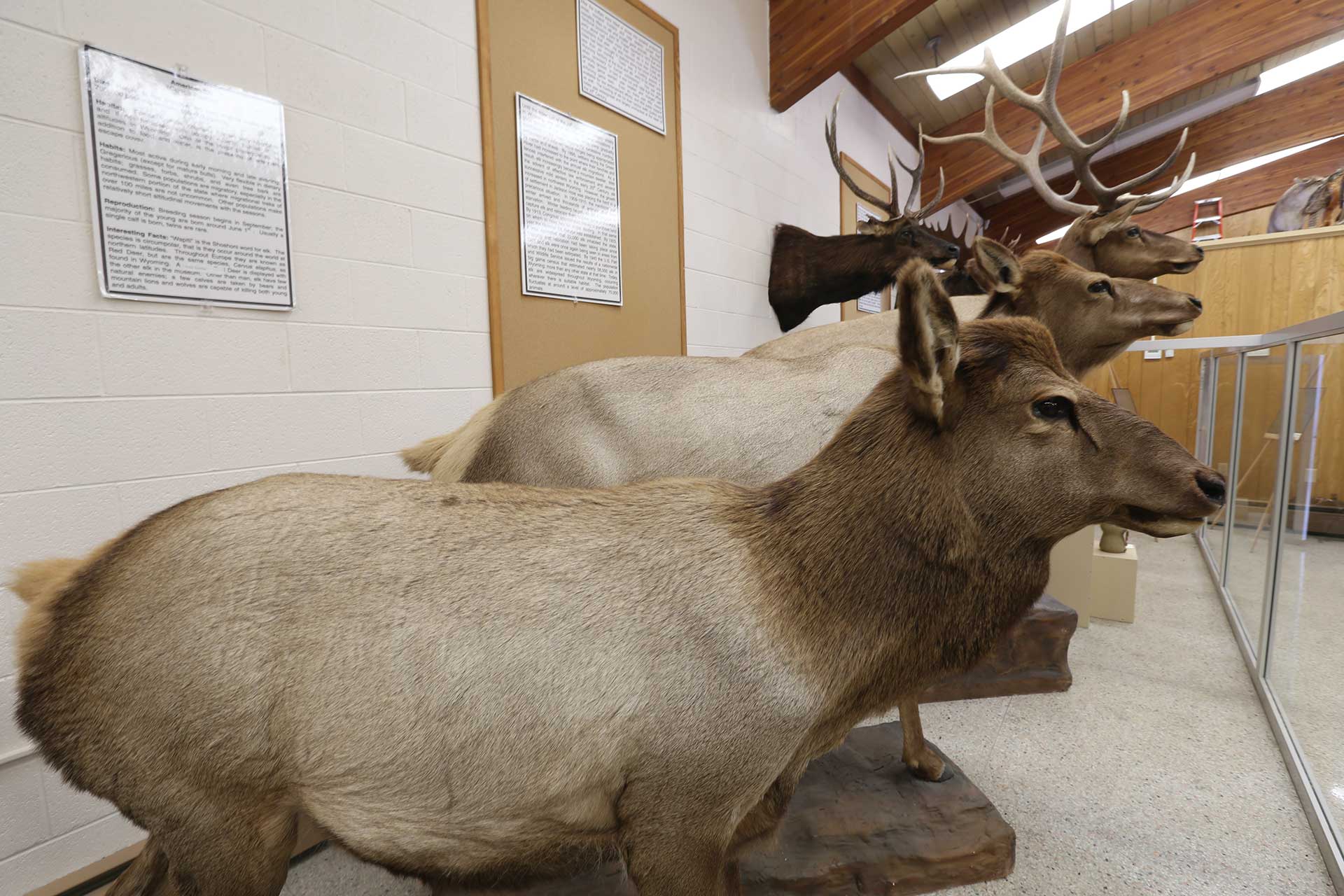 Elk in the Werner Museum