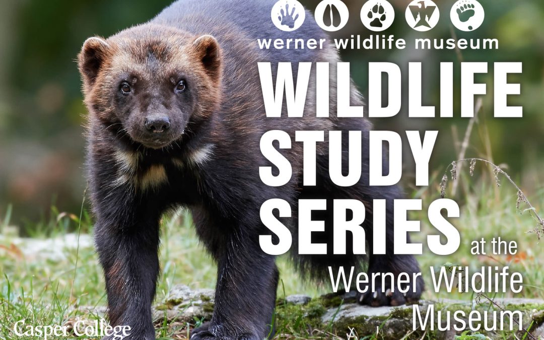 WGFD nongame biologist to discuss wolverines