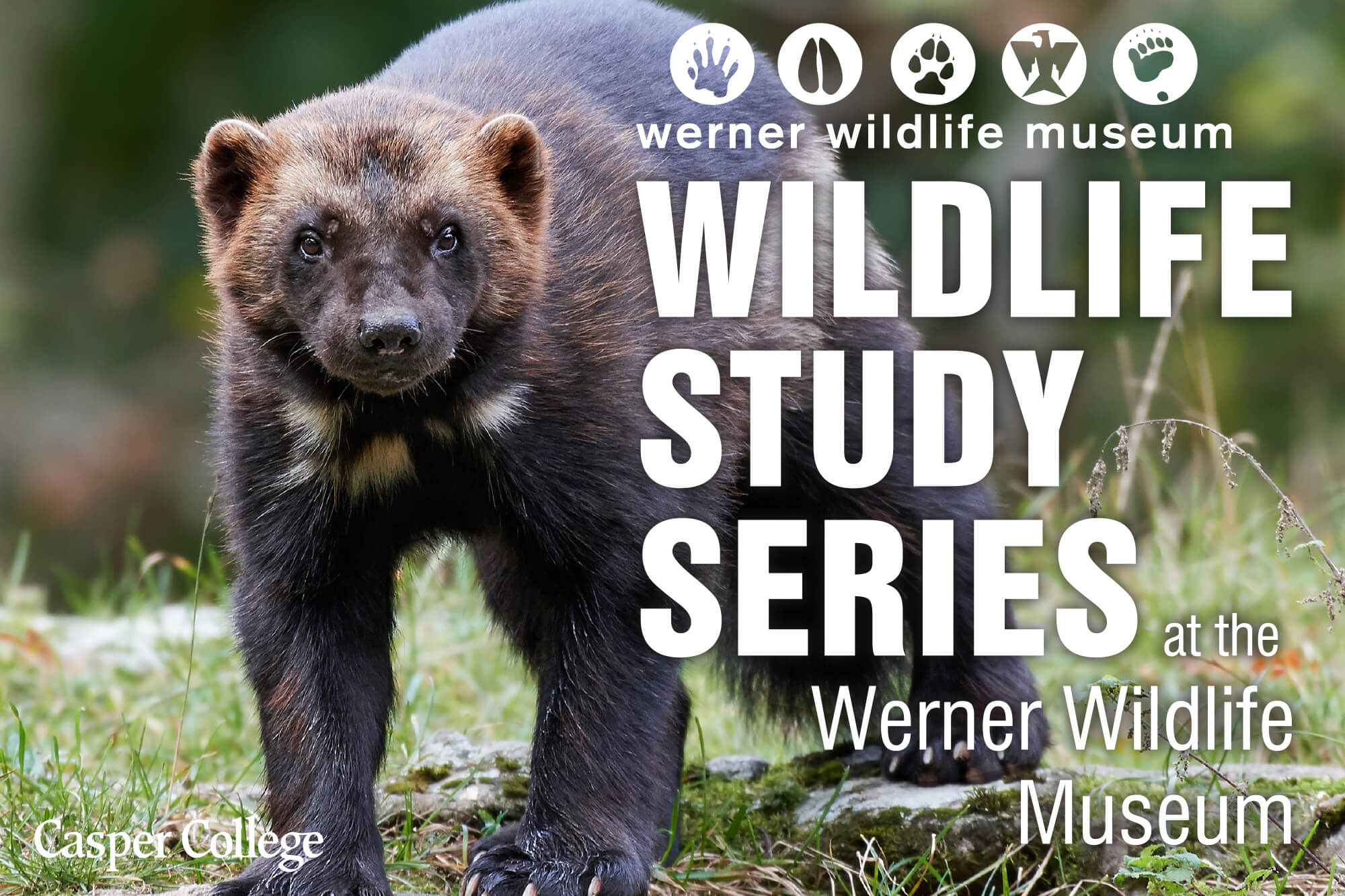 Image for spring 2023 Werner Wildlife Series events.