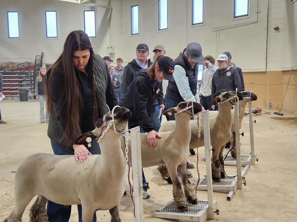 Livestock Judging students inspecting sheep.