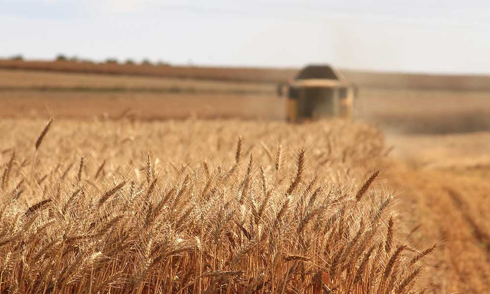 Agriculture Field