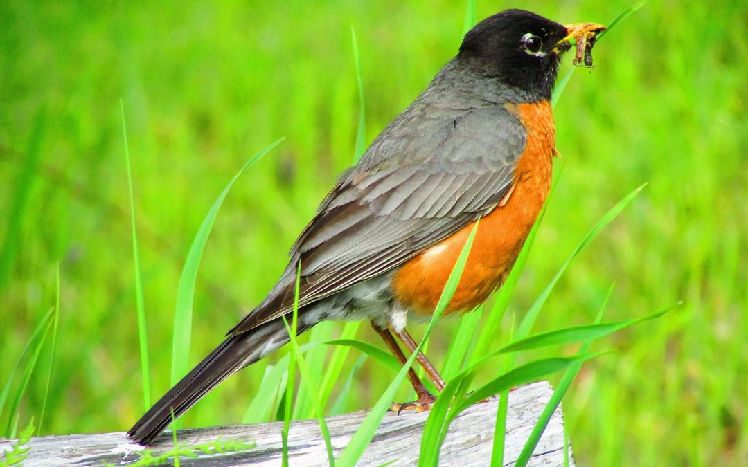 Werner hosts bird identification classes