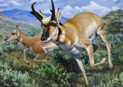 Pronghorn big file