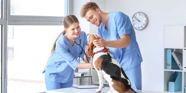 veterinary assistant