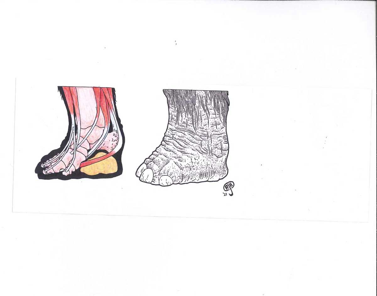 mammoth feet anatomy illustration