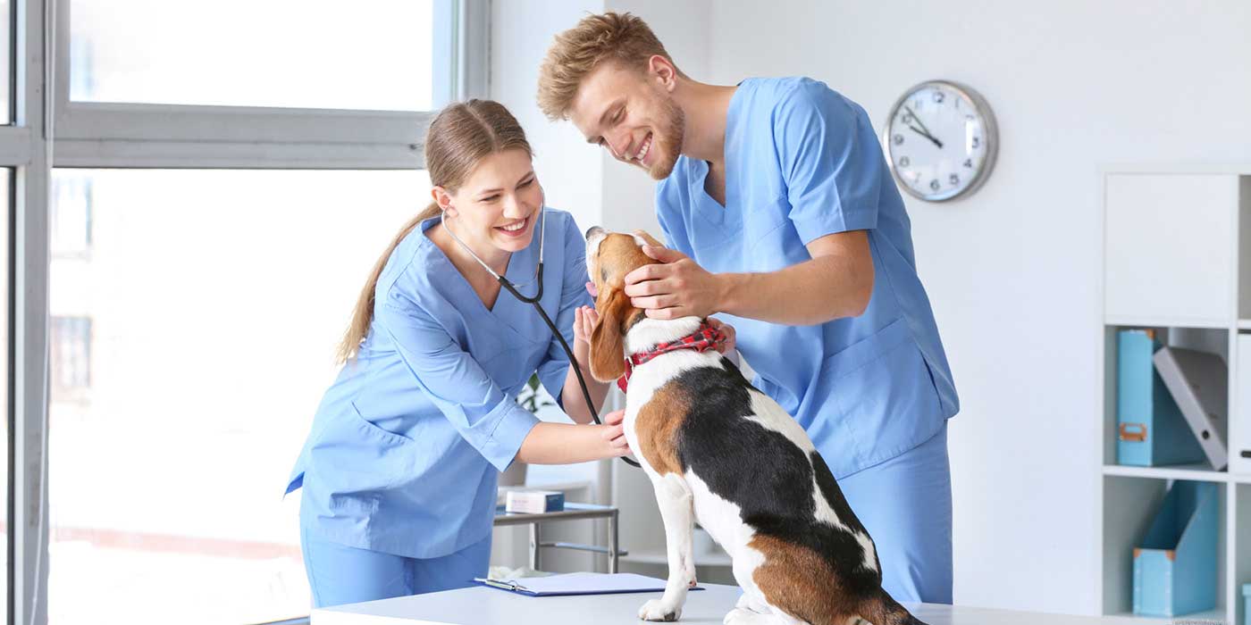 Veterinary Assistants male and female helping a dog