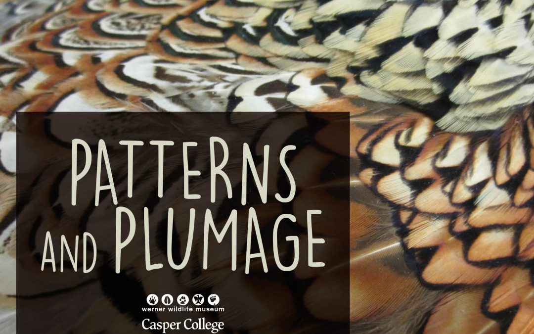 Call for entries for ‘Patterns and Plumage’ fine arts and crafts show