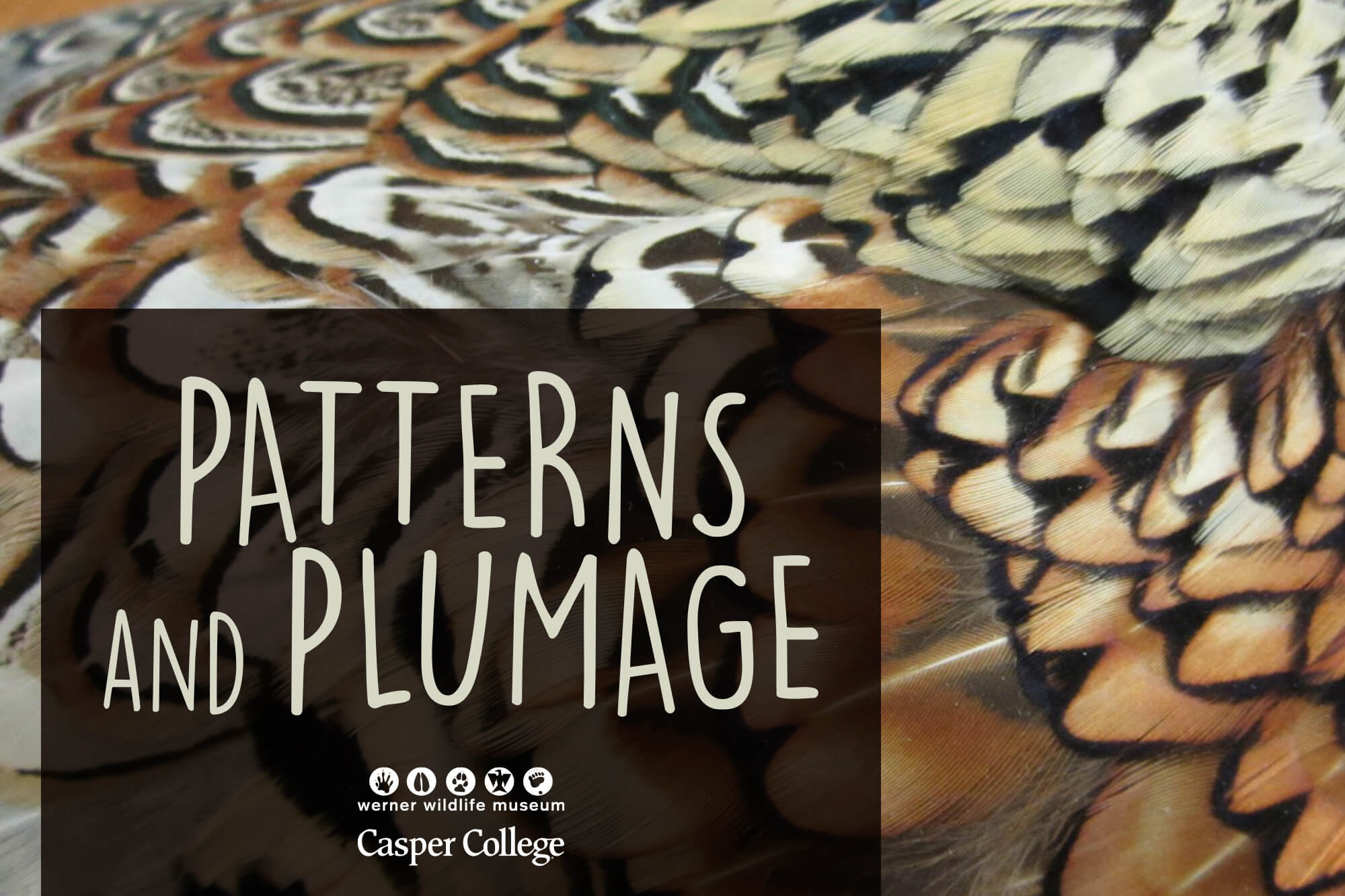 Image for "Patterns and Plumage" press release.
