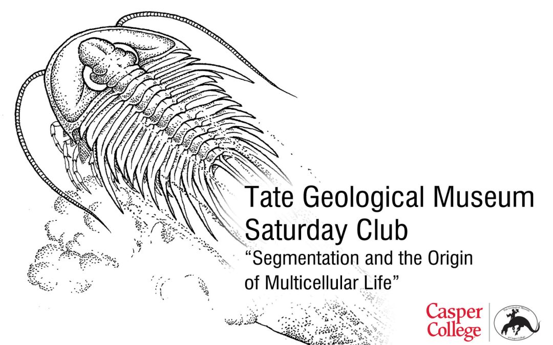 Saturday Club features segmentation and multicellular life