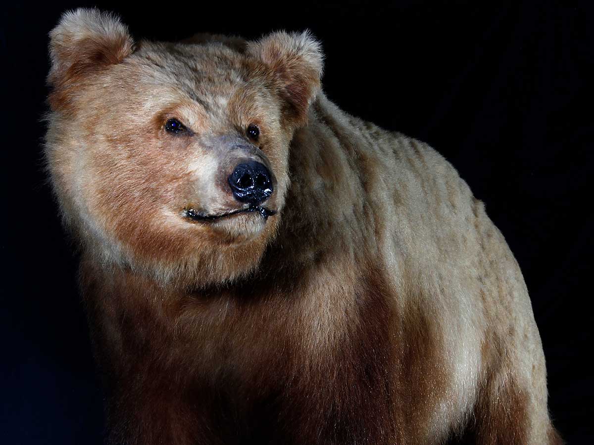 Werner Wildlife Museum grizzly bear