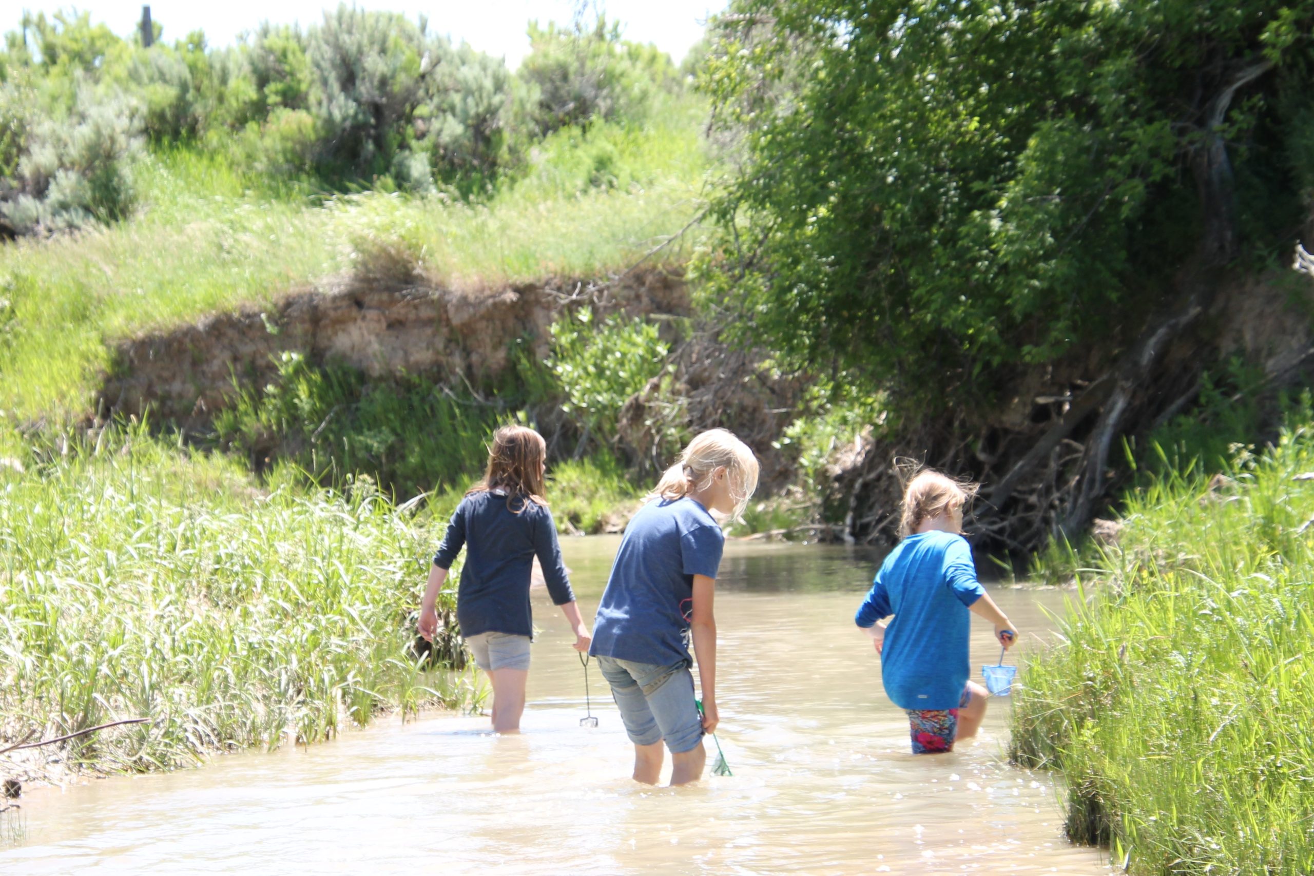 three young girls in a small river with nets looking for specimens