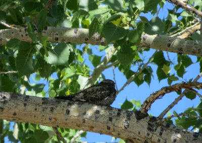 a small black and white bird sitting on a branch on a leafy tree