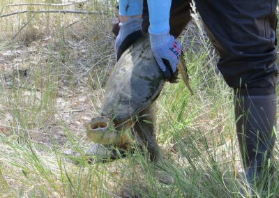 a person in gloves and waders holding a large turtle