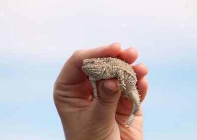 a horned lizard being held in someones hand