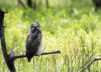 an owl sitting on a tree branch in a field