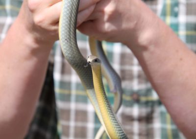 someone holding a friendly looking blue, green and yellow snake