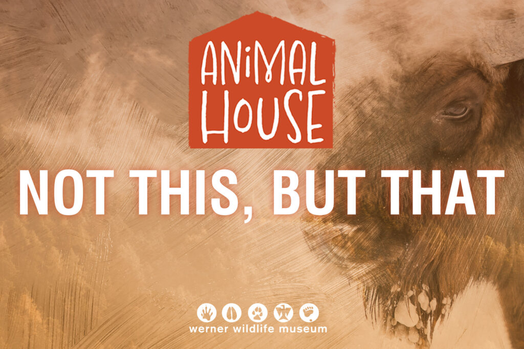 Image for June Animal House press release.
