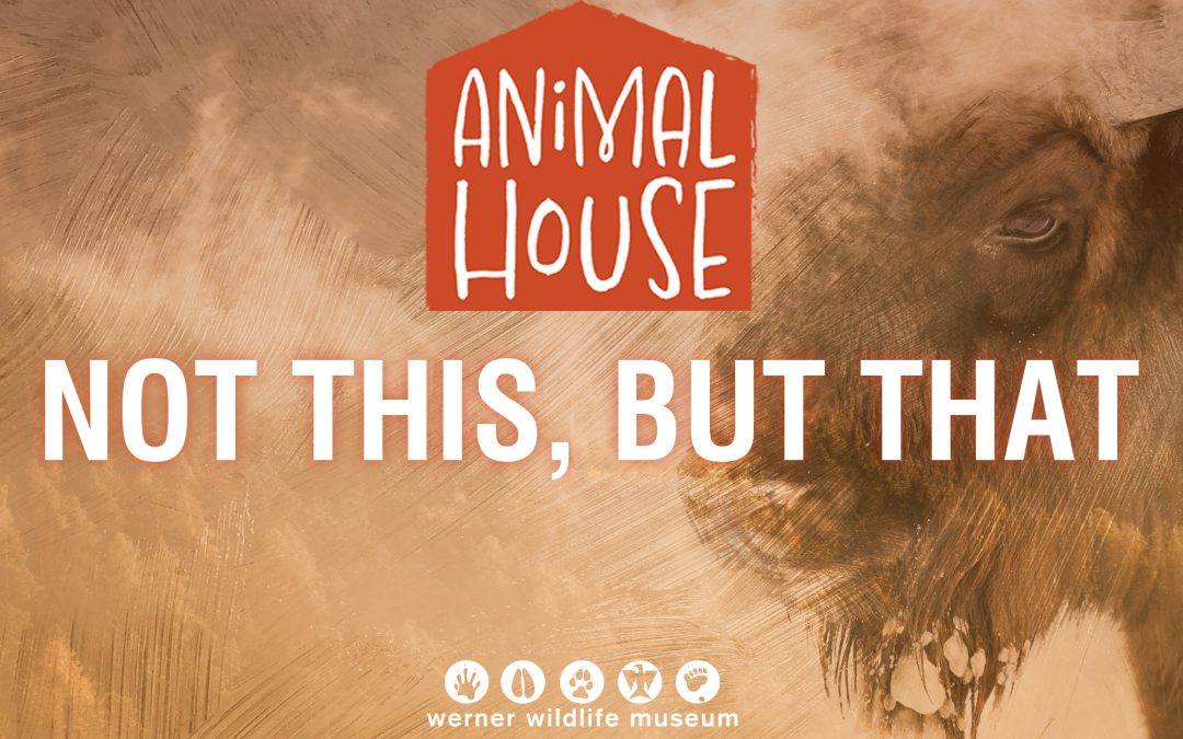 Free children’s program teaches how to tell similar animals apart