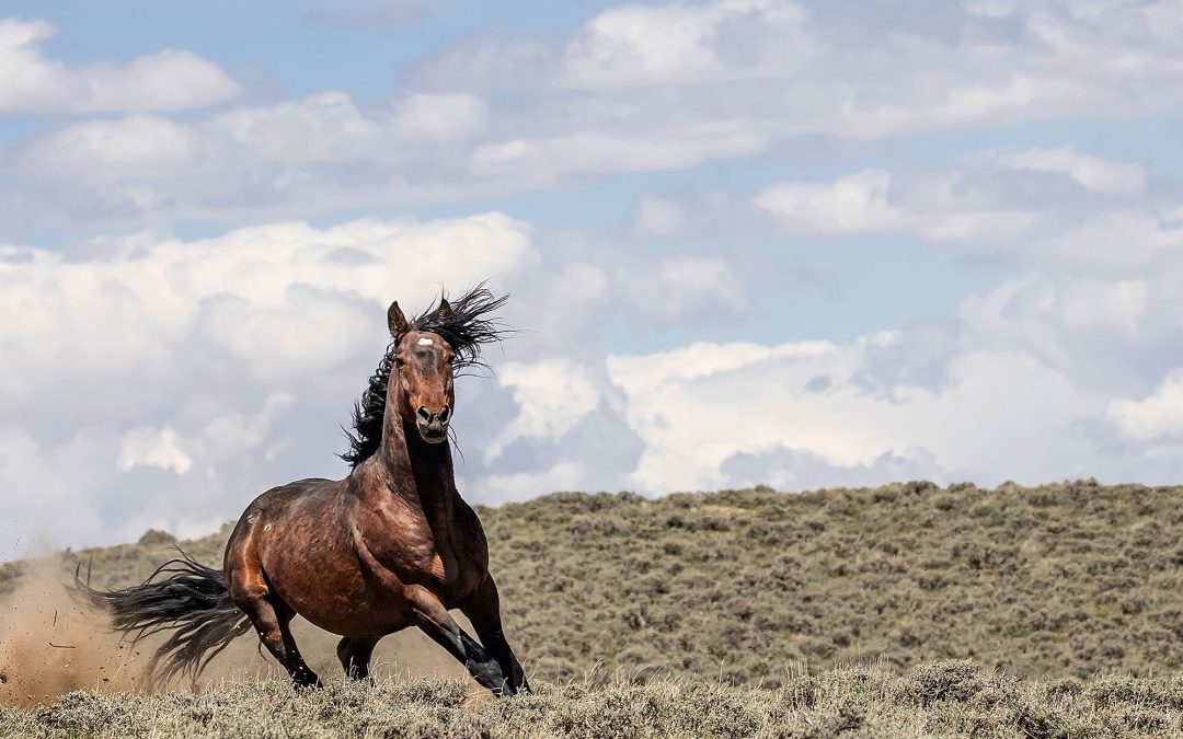 The Red Peak Gallery Hosts CC’s Hanson for his ‘Wild Horse Effect’