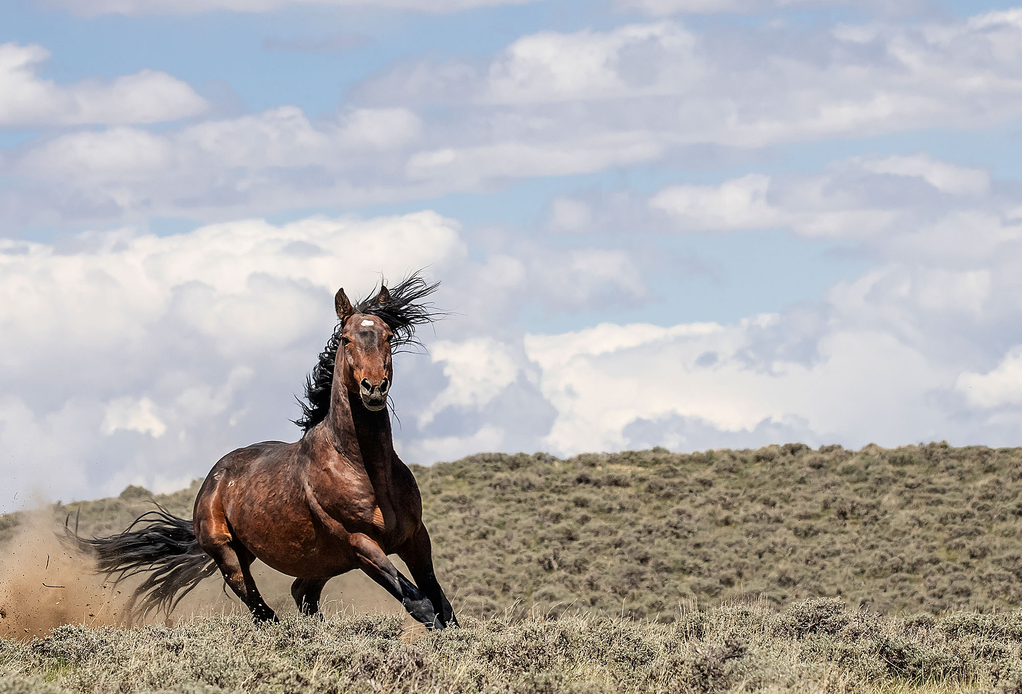 ChadHansonHorseBookImagejpg Photo of a wild mustang running on the Wyoming Prairie taken by Chad Hanson. Used as an illustration for a press release.