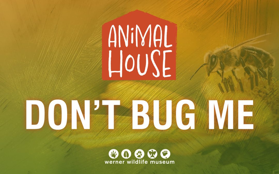 Final Summer Animal House features bugs