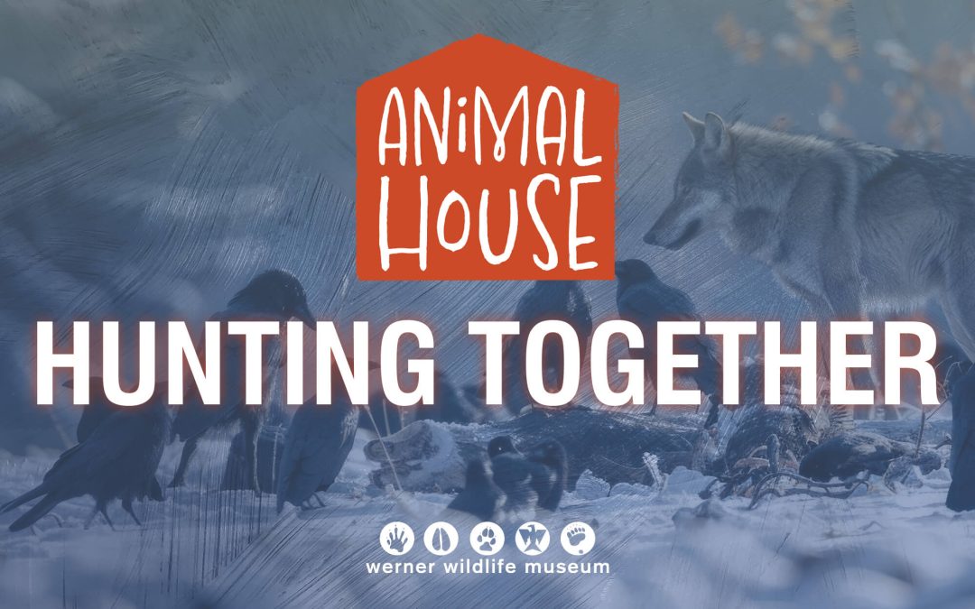 ‘Hunting Together’ topic for next Summer Animal House